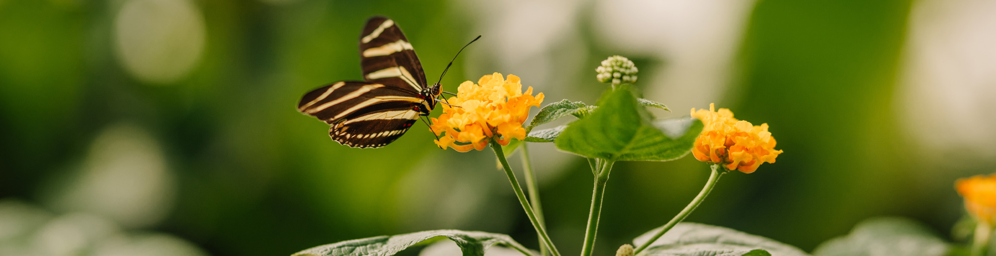 Zebra Longwing Butterfly
