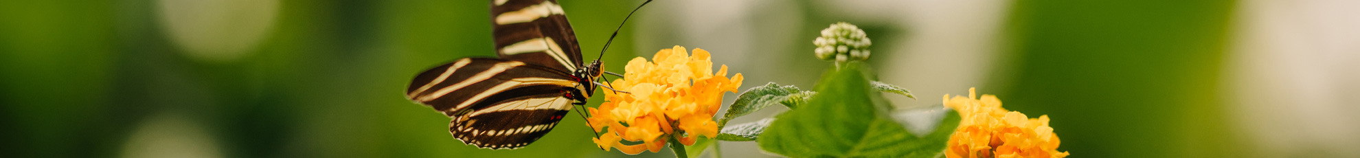 Zebra Longwing Butterfly
