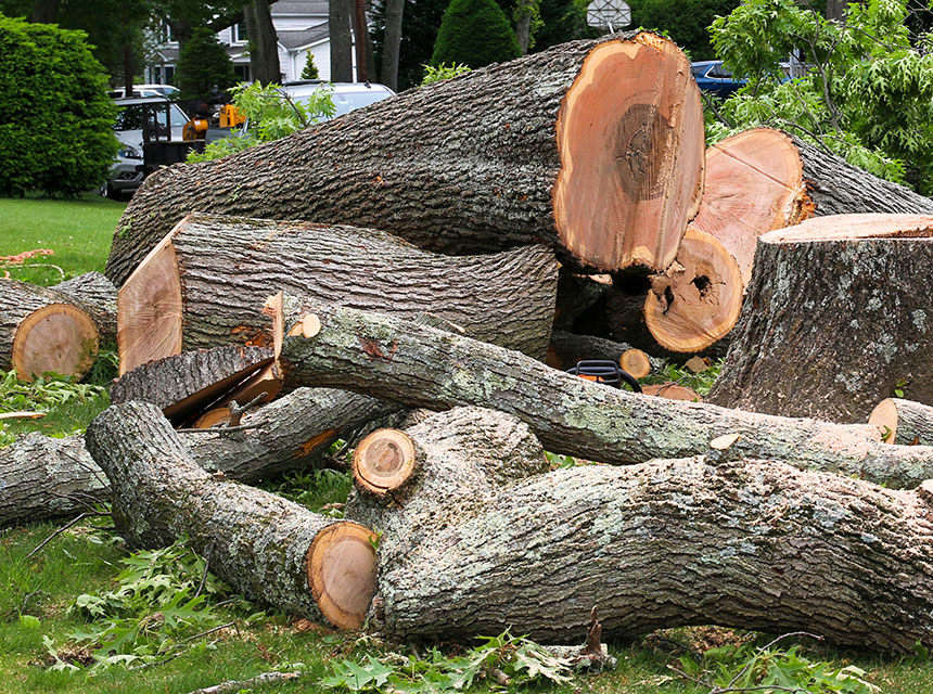 Landscaping Tree Removal