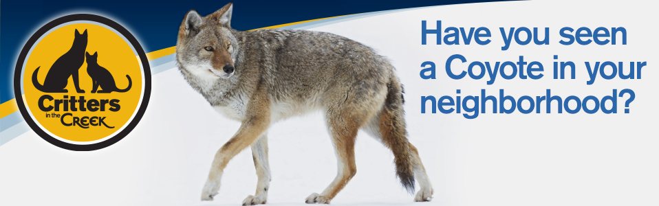 Animal Services - Coyotes in Your Neighborhood